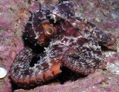 octopus.JPG
