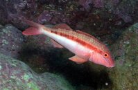 goatfish.jpg