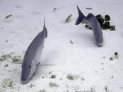 IMG_1775.jpg