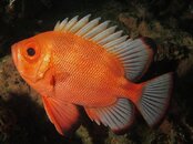 Bigeye 901.jpg
