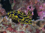 Nudi 2011 07 01.jpg