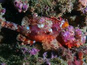 sc fish 2011 07 01.jpg