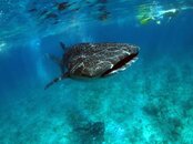 Whale Shark.jpg