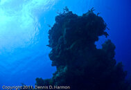 aP1010020.jpg