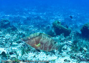 aP1010055.jpg