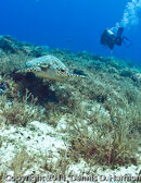 aP1010060.jpg