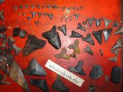 DSC03257.jpg