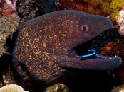 Melato_moray_1.jpg