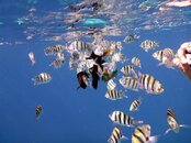 P1000564-vi.jpg