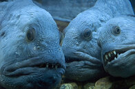 wolf-fish.jpg