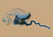 Bluebottle.jpg