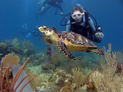 diver turtle.jpg diver turtle.jpg