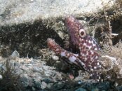 Blue Heron Bridge Speckled Eel.jpg