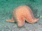 Blue Heron Bridge Starfish.jpg