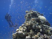 coral garden.jpg