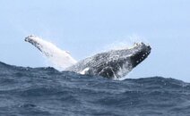 ballena2.jpg