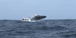 ballena1.jpg