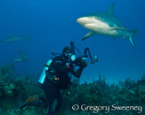 sharkpic-7.jpg