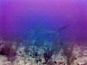 HammerHead 2.jpg