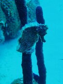 St. Croix 238.jpg