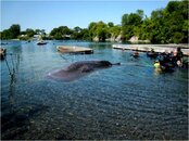 whale_shark_dutch.jpg