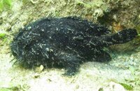 frogfish1.jpg