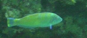Key Largo - Unidentified.jpg