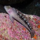 blenny.JPG