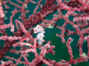 Pygmy Seahorse Borneo.jpg