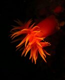 Anemone.jpeg