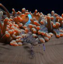 Clown with Shrimp.jpeg