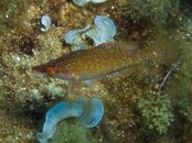 2011 Malta-4e1198aa.jpg