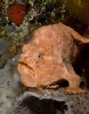 froggy_002.jpg