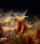 parazoanthus.jpg