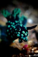 wicked-diving-komodo-nudi.jpg