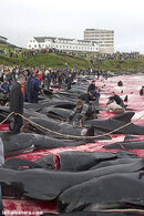 killing_dolphins_in_denmark9.jpg