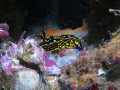 Destin nudi 2011 08 06 02.jpg
