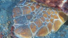 Destin turtle 2011 08 07 01.jpg
