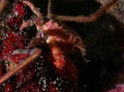 Destin crab  2011 08 07 01.jpg