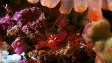 Destin shrim 2011 08 07 06.jpg
