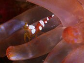 Destin shrimp 2011 08 07 01.jpg