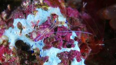 Destin shrimp 2011 08 07 03.jpg