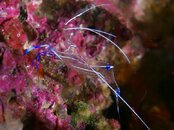 Destin Shrimp 2011 08 07 07.jpg