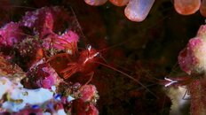 Destin Shrimp 20110807 05.jpg