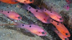 Destin cardinal fish 2011 08 07 02.jpg