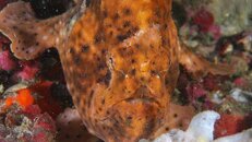 Destin frogfish 2011 08 07 01.jpg