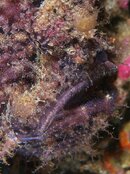 Destin frogfish 2011 08 07 02.jpg