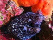 Destin morey 2011 08 07 02.jpg
