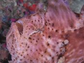 Destin frogfish 2011 08 07 03.jpg