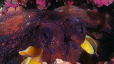 Destin octo 2011 98 97 03.jpg